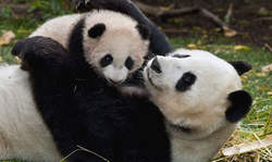 پاندای ناراحت چه عکس العملی دارد؟ + عکس پاندای ناراحت چه عکس العملی دارد؟ + عکس