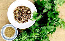 میخواهید افسرده شوید ، گشنیز بخورید ! میخواهید افسرده شوید ، گشنیز بخورید !