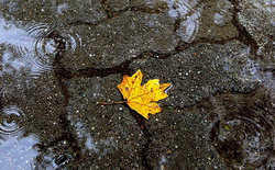 طراوت و نشاط در کرمان ، بارش باران مردم را خوشحال کرد طراوت و نشاط در کرمان ، بارش باران مردم را خوشحال کرد