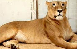 جزئیات / فرار شیر از پارک پردیسانی که شیر ندارد! جزئیات / فرار شیر از پارک پردیسانی که شیر ندارد!